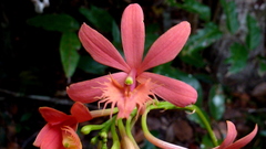 Epidendrum cinnabarinum