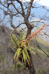 Tillandsia bourgaei