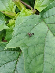 Delphinia picta