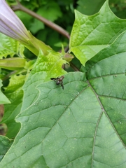 Delphinia picta