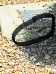 Sceloporus uniformis