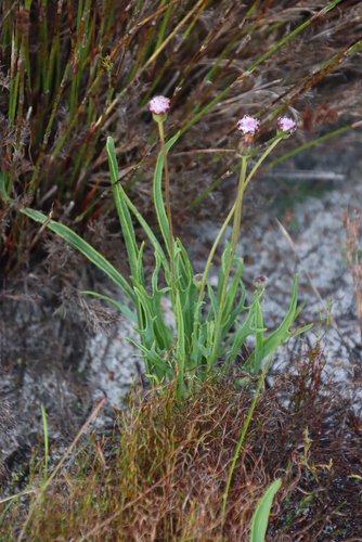 Image of Othonna digitata by (c) Tony Rebelo, some rights reserved (CC BY-SA)