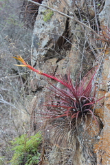 Tillandsia rodrigueziana