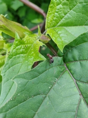 Delphinia picta