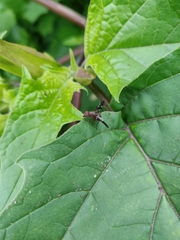 Delphinia picta