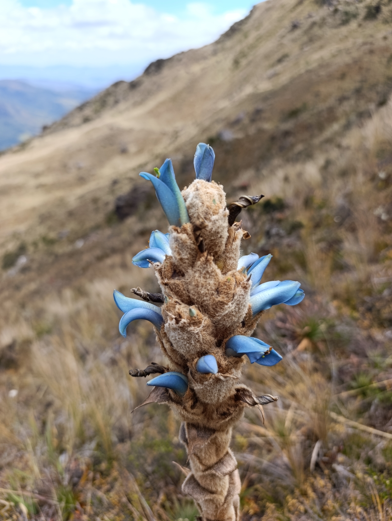 Puya cuevae image