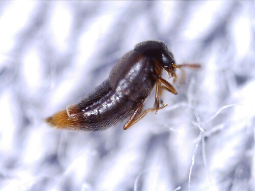 Staph beetle