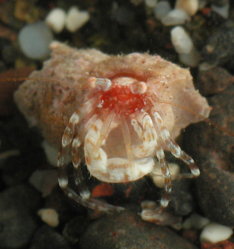 Catapaguroides hooveri