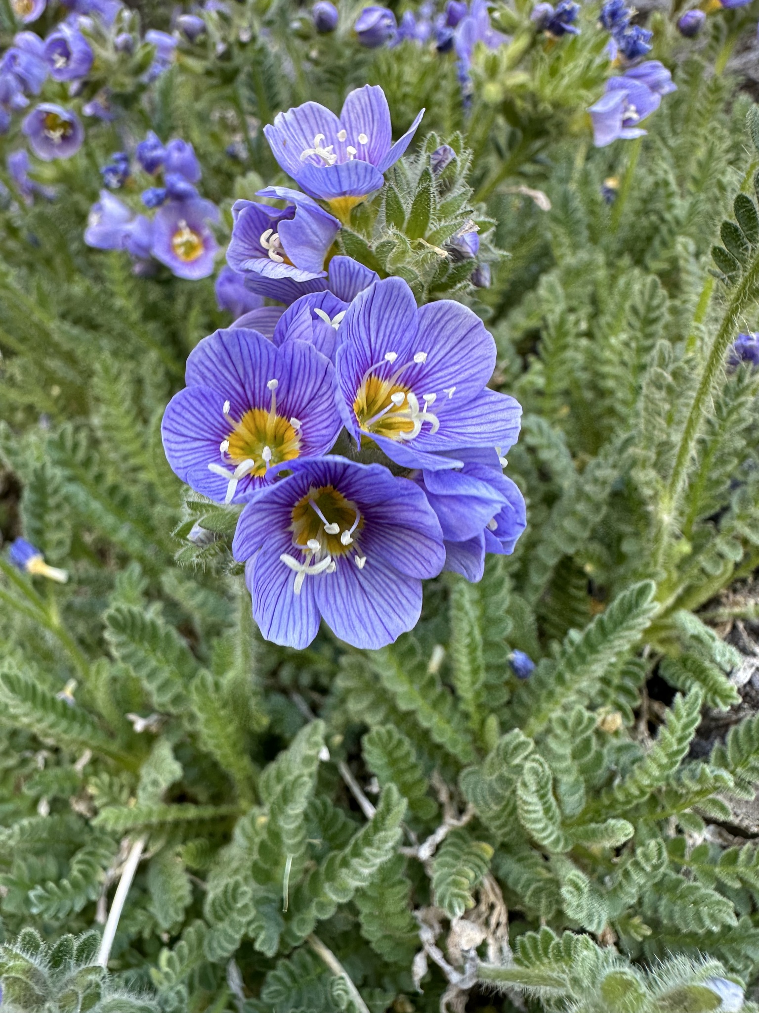Polemonium elegans