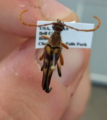 Strangalia virilis