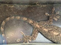 Gekko japonicus