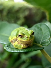 Hyla japonica