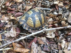 Terrapene carolina mexicana