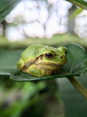 Hyla japonica