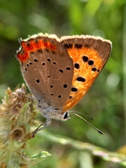 Lycaena phlaeas daimio