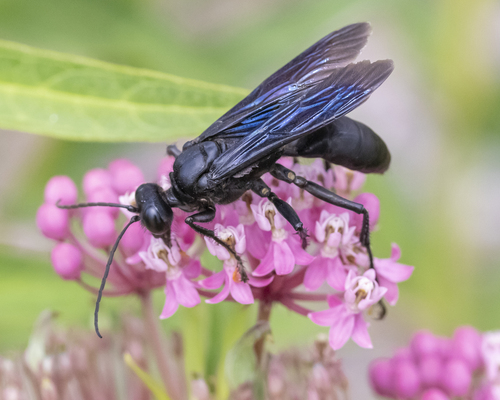 Great Black Digger Wasp, Beausoleil, NB, Canada, photo 7 of 10