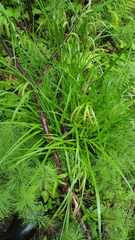 Carex gynandra