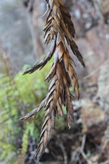 Tillandsia rodrigueziana