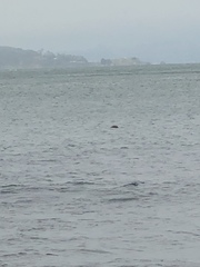 Phoca vitulina