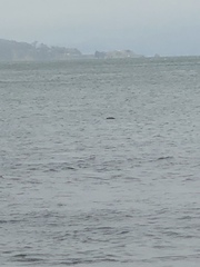 Phoca vitulina