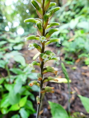 Microchilus