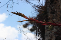 Tillandsia rodrigueziana