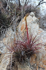 Tillandsia rodrigueziana