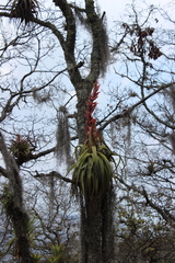 Tillandsia bourgaei