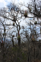 Tillandsia bourgaei