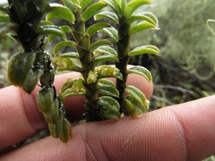 Fernandezia crystallina