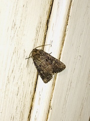 Acronicta afflicta