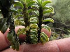 Fernandezia crystallina