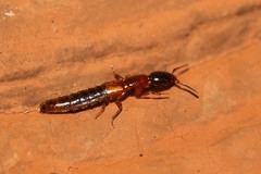 Xantholinus tricolor