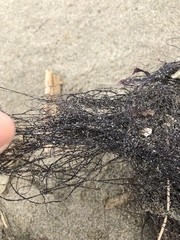 Gracilariopsis