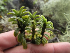 Fernandezia crystallina