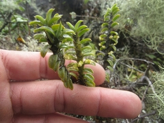 Fernandezia crystallina