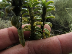 Fernandezia crystallina