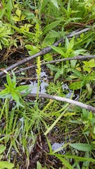 Carex stipata