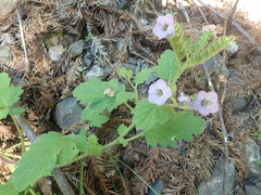 Phacelia bolanderi
