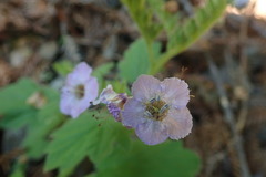 Phacelia bolanderi