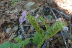 Phacelia bolanderi