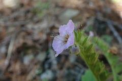 Phacelia bolanderi