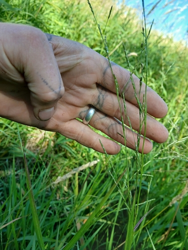 narrow manna grass (Glyceria leptostachya)