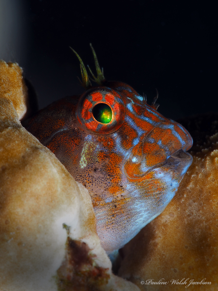 Orangespotted blenny (Hypleurochilus springeri) — Blenniidae