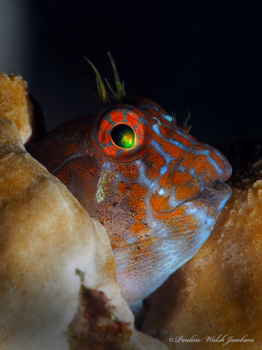 Orangespotted blenny (Hypleurochilus springeri) — Blenniidae