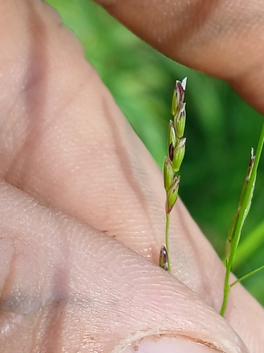Image of Glyceria leptostachya by no rights reserved