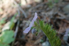 Phacelia bolanderi