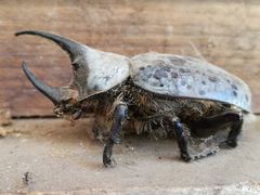 Dynastes hyllus