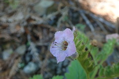Phacelia bolanderi