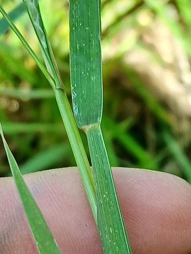Image of Glyceria leptostachya by no rights reserved